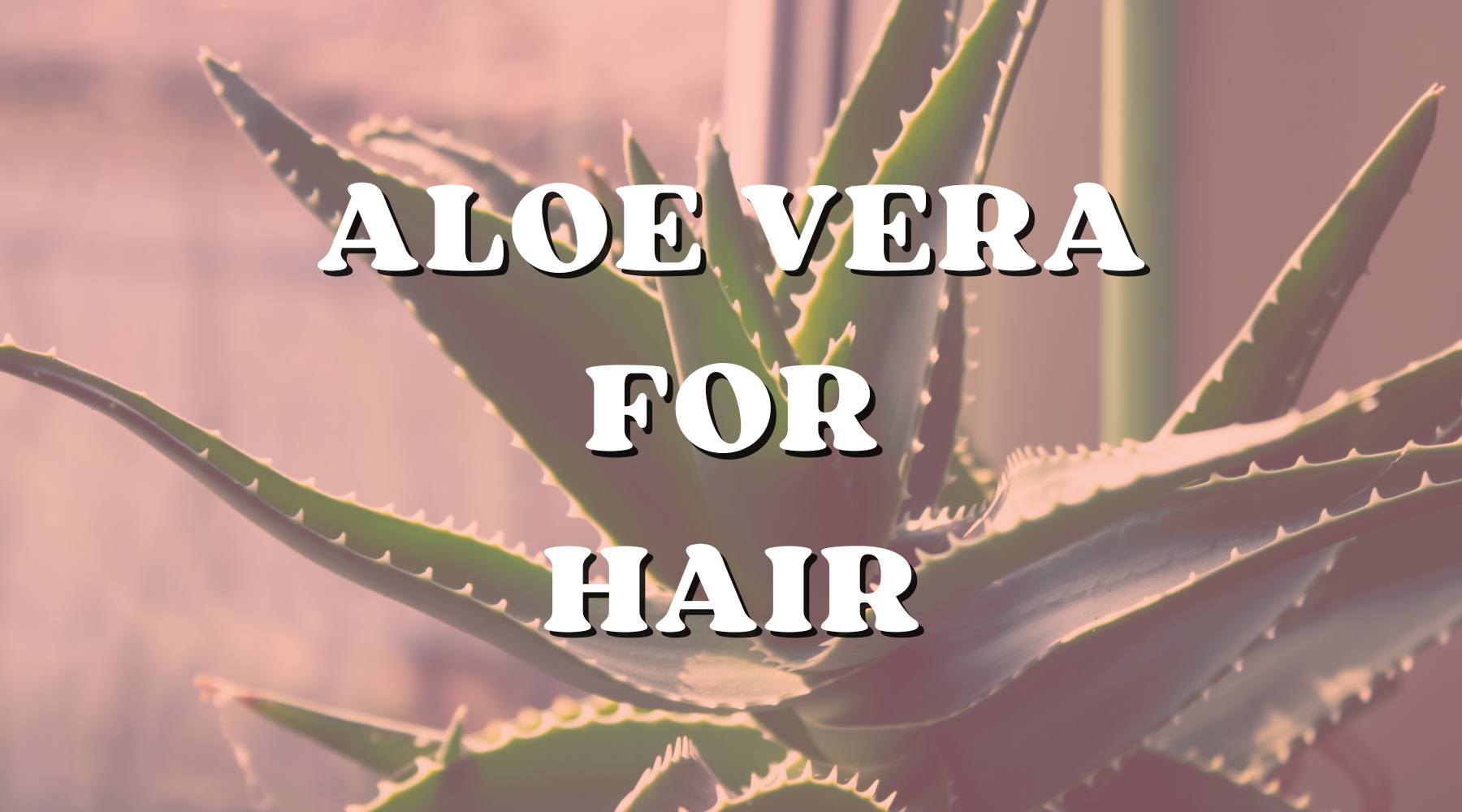 Is Aloe Vera Food for Your Hair? We Think So! - Private Label