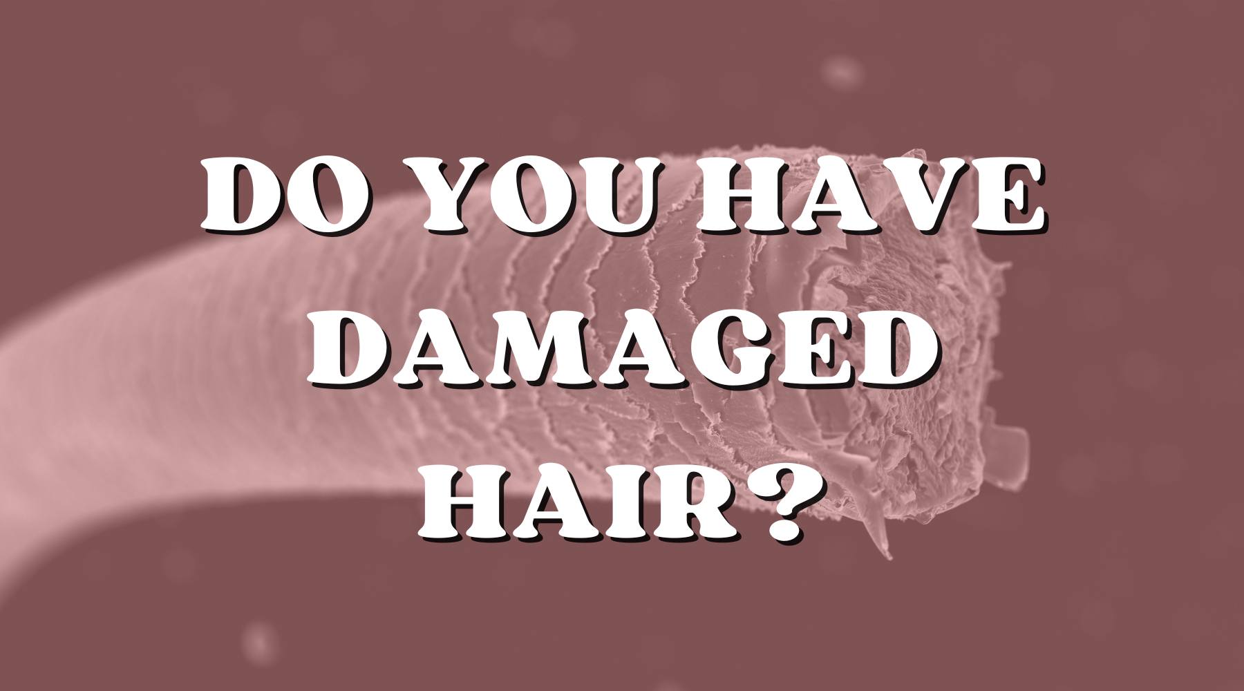 Do I Have Damaged Hair, and How Do I Fix It? - Private Label