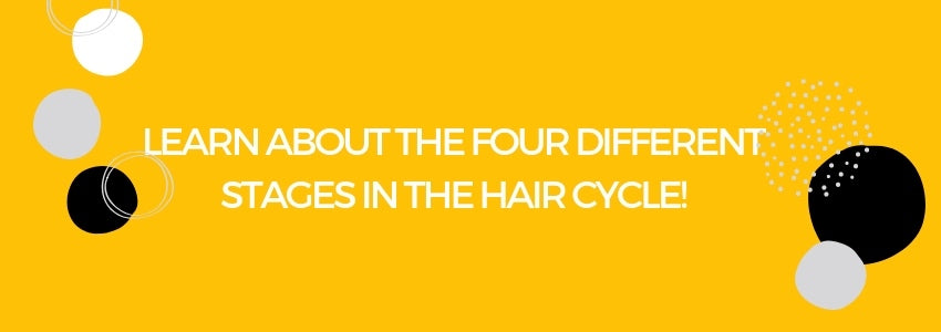 learn about the four different stages in the hair cycle
